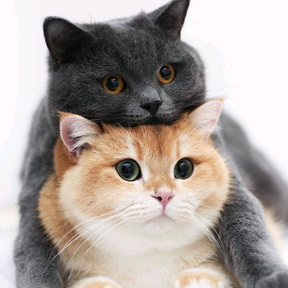 Котики любовь