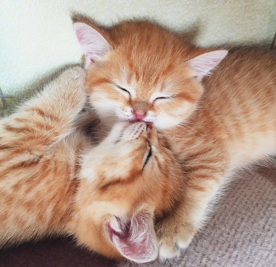 Парные котики