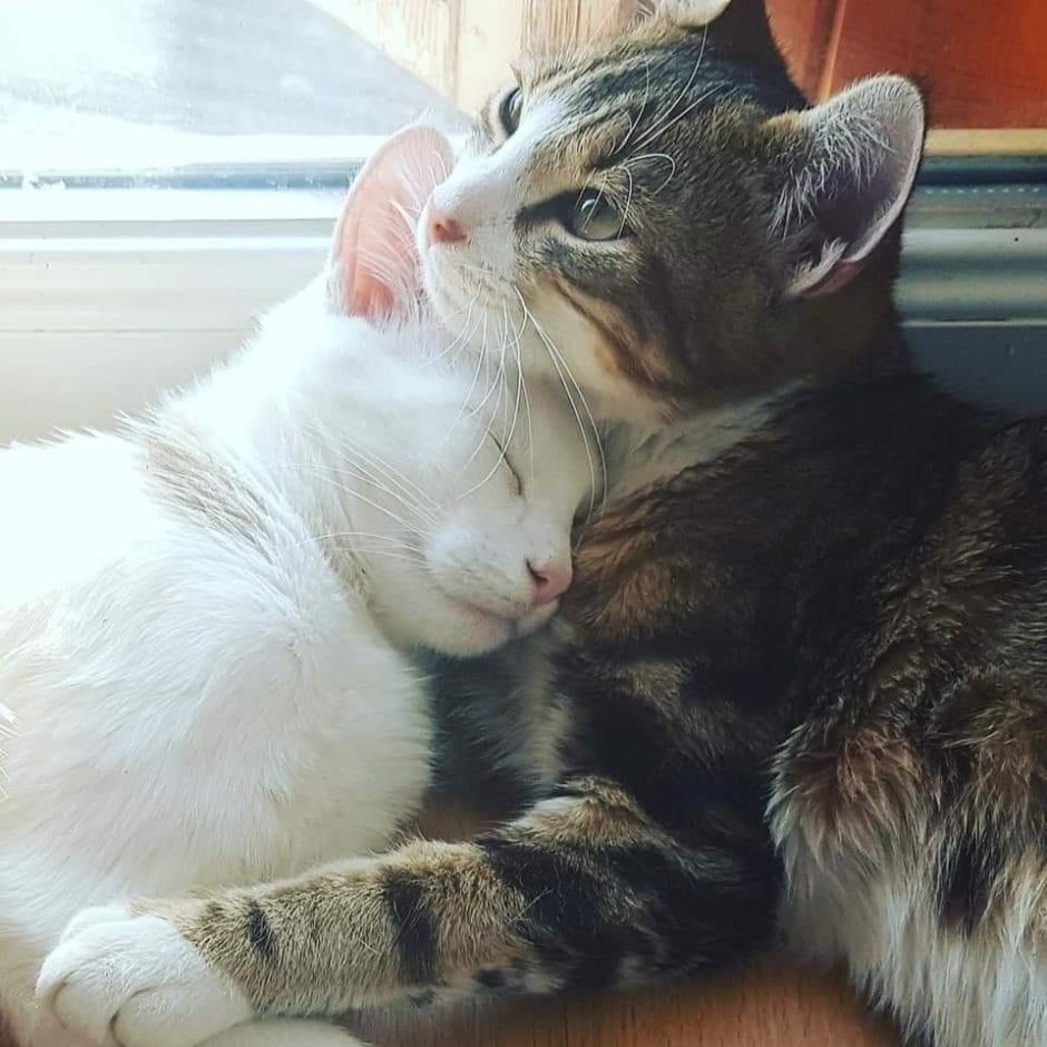 Кот с кошкой в обнимку