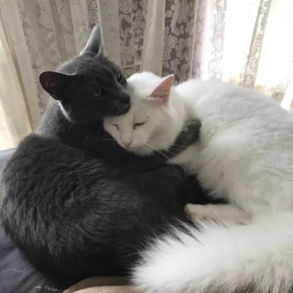 Бенгальские коты обнимаются