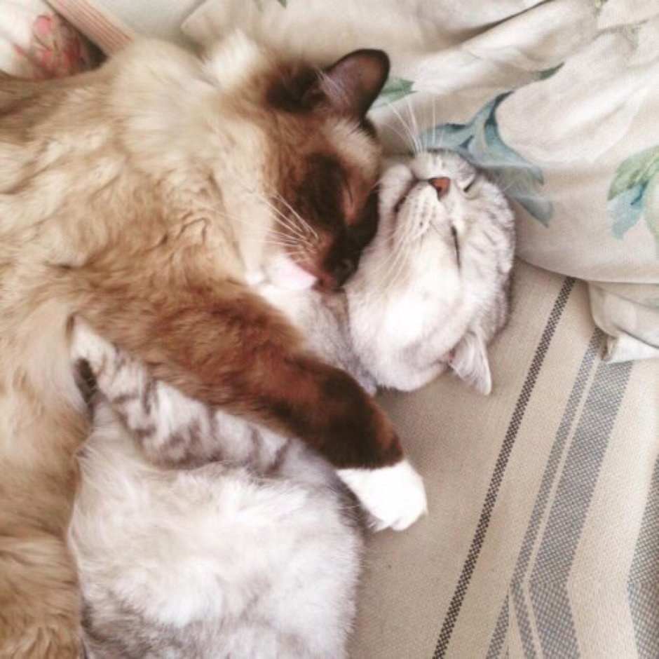 Обнимающиеся коты