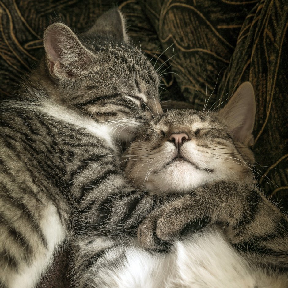 Hugs коты