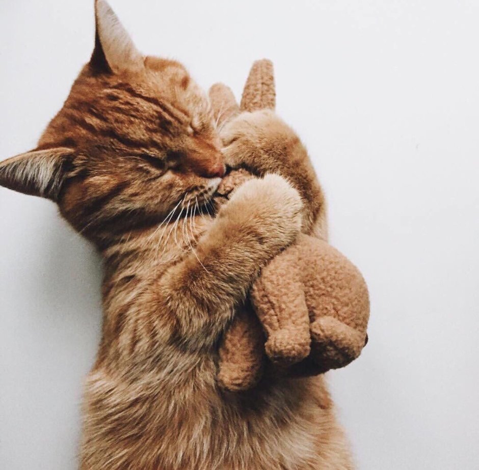 Два черных котенка