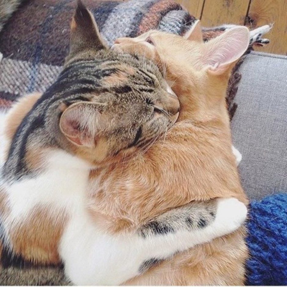 Котенок спит