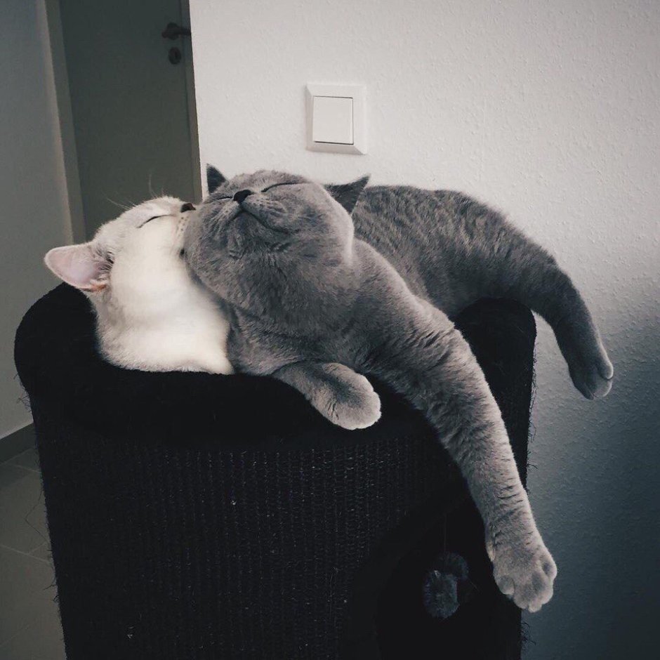 Котики Чиби кавай