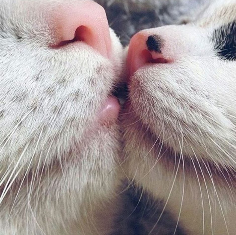 Котики поцелуйчики