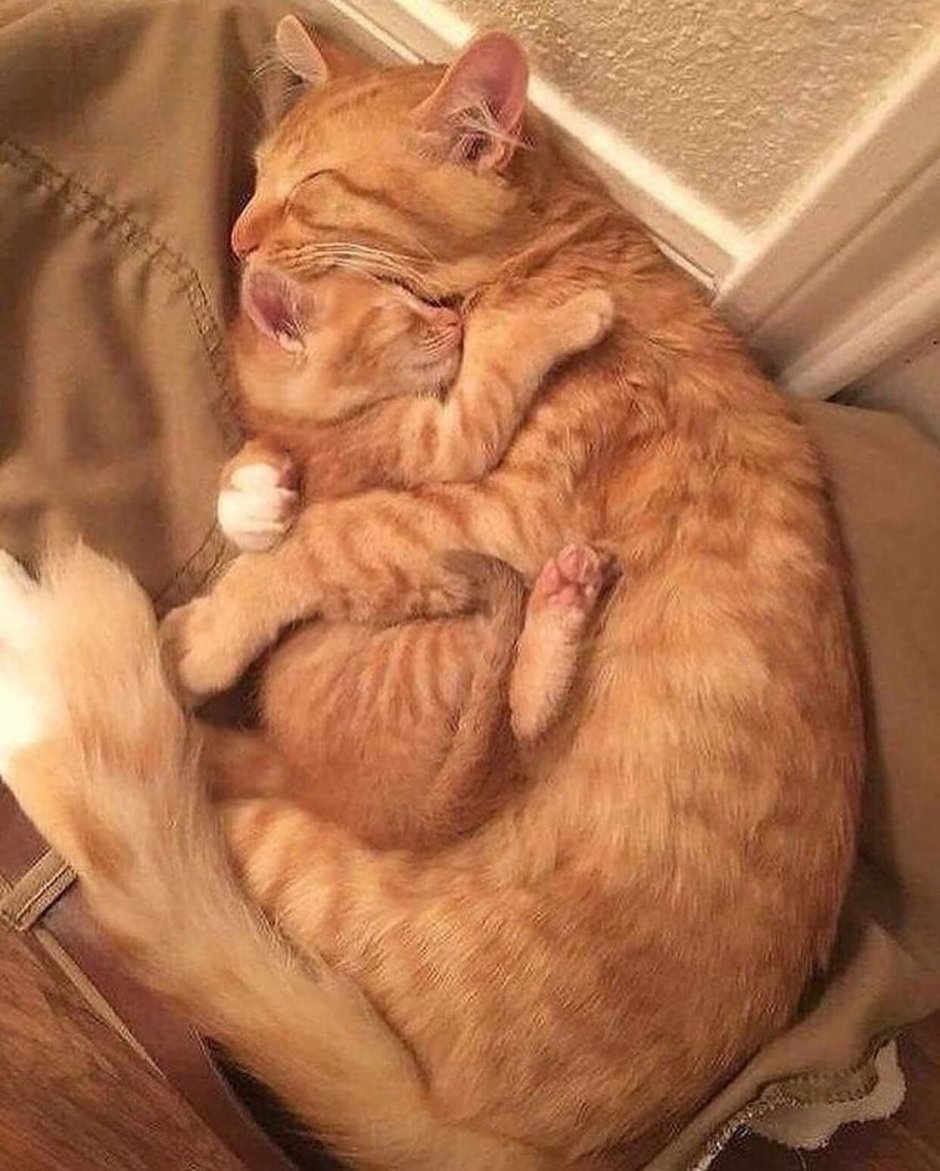 Милые коты
