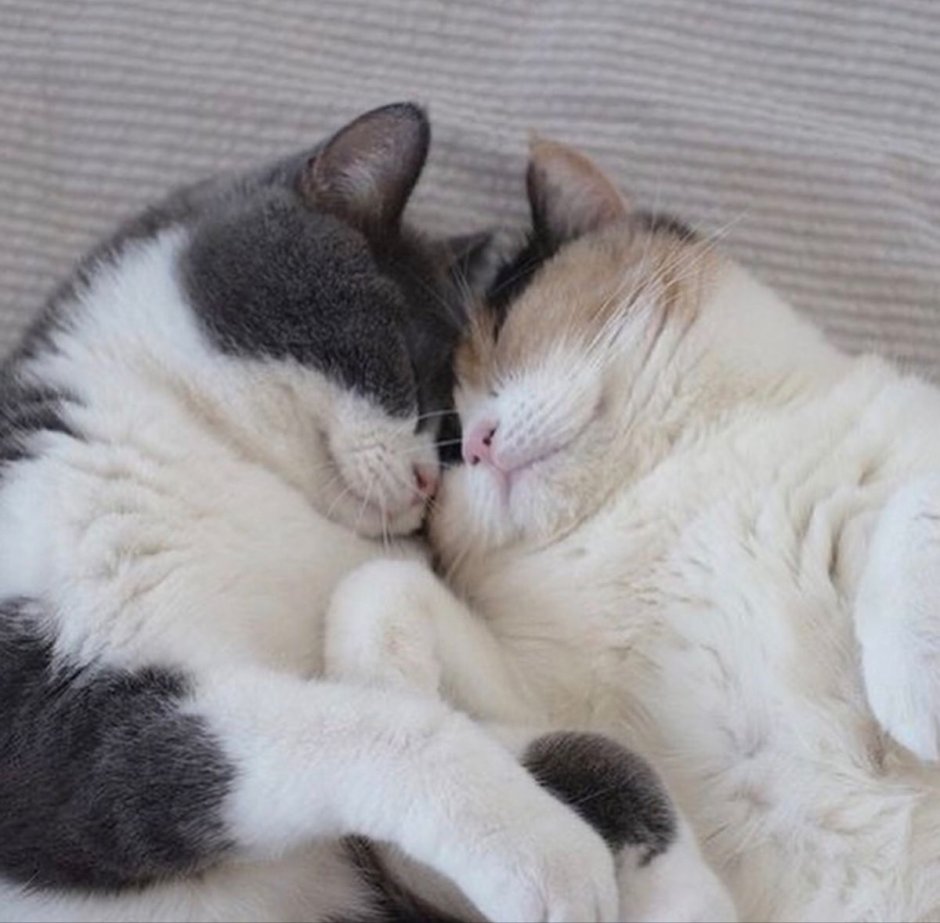 Котики милуются
