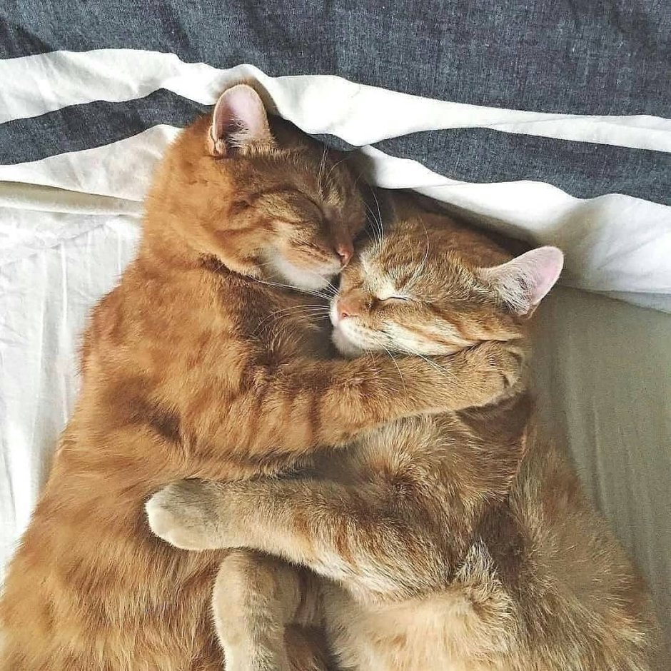 Кошки в обнимку под одеялом