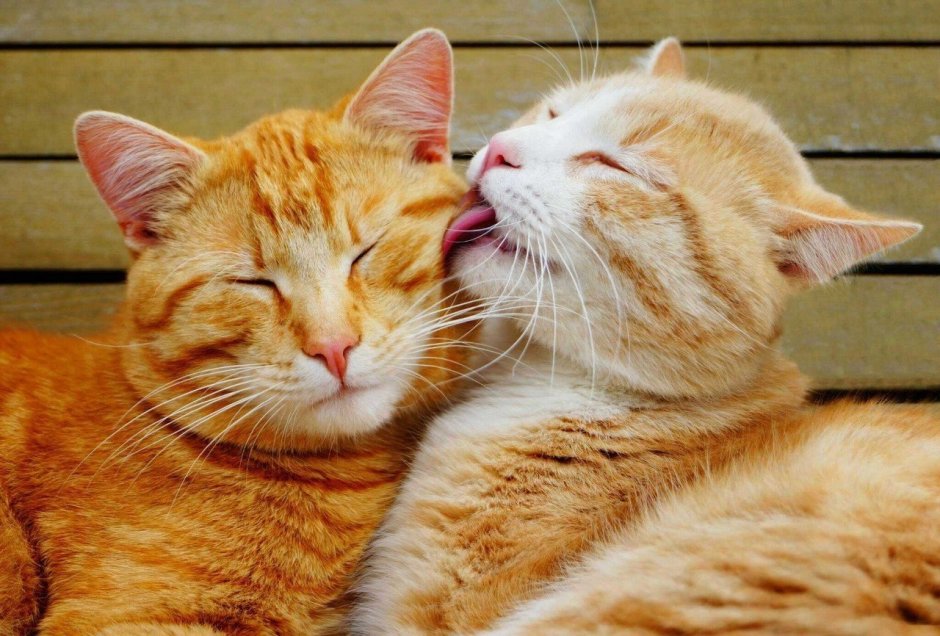 Коты любовь
