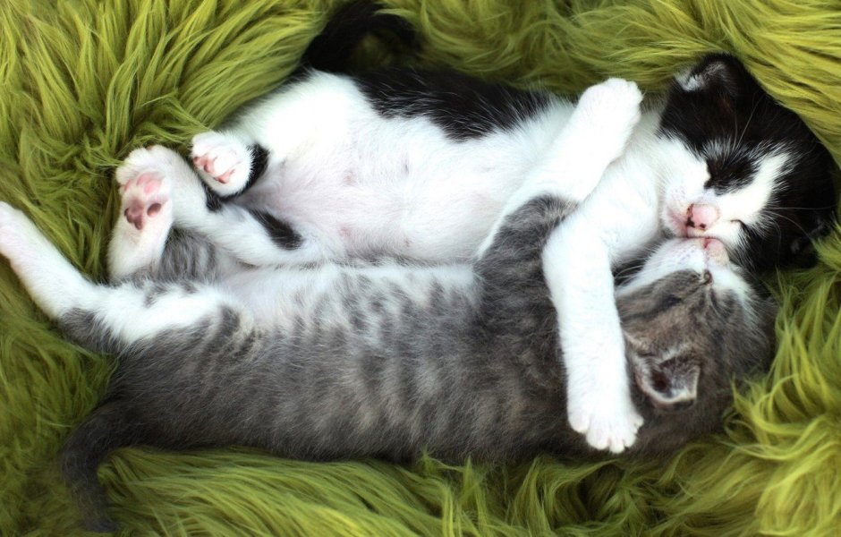 Котики обнимаются