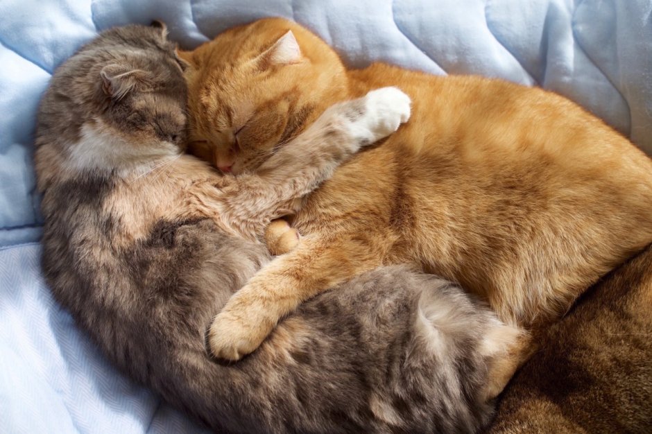 Кот целует