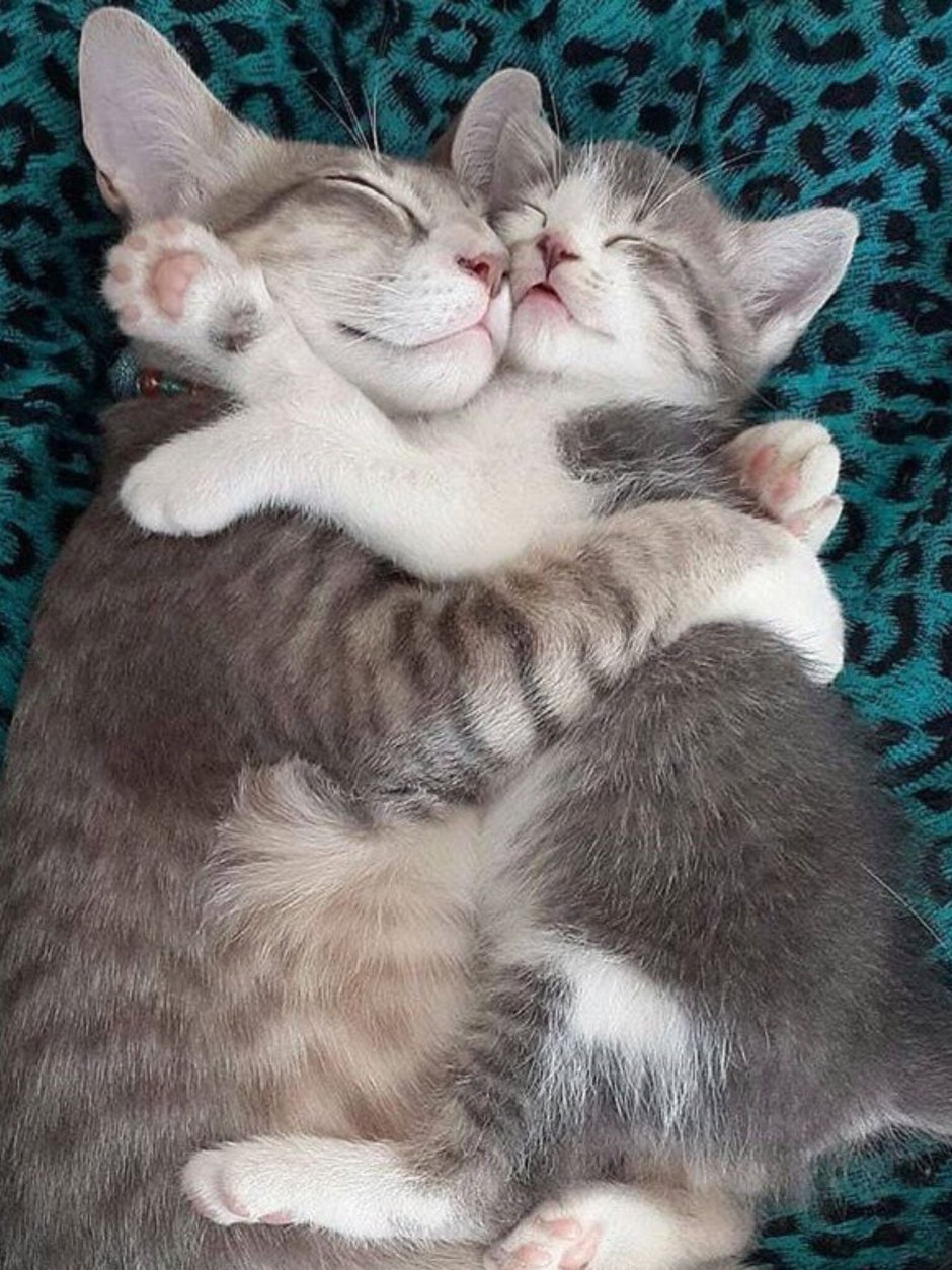 Девушка в обнимку с котом