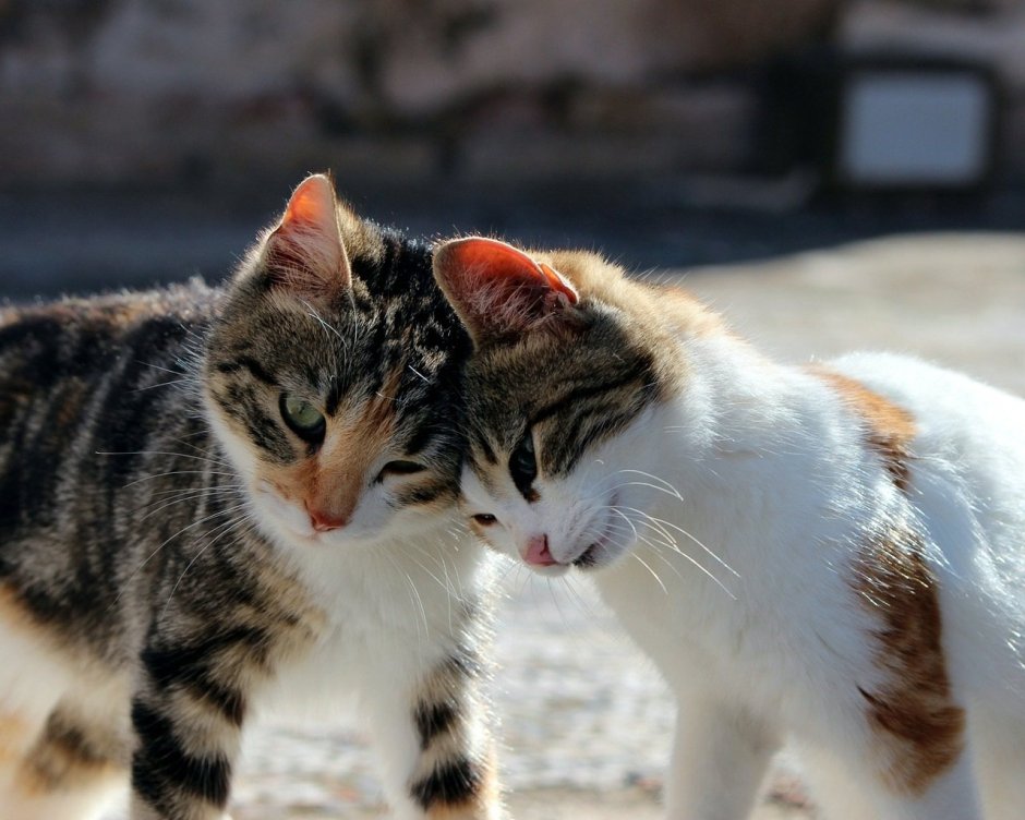 Котик обнимает