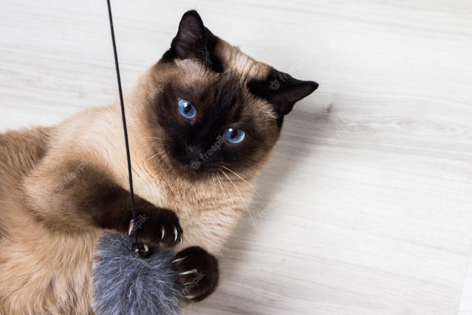 Котенок и кофе