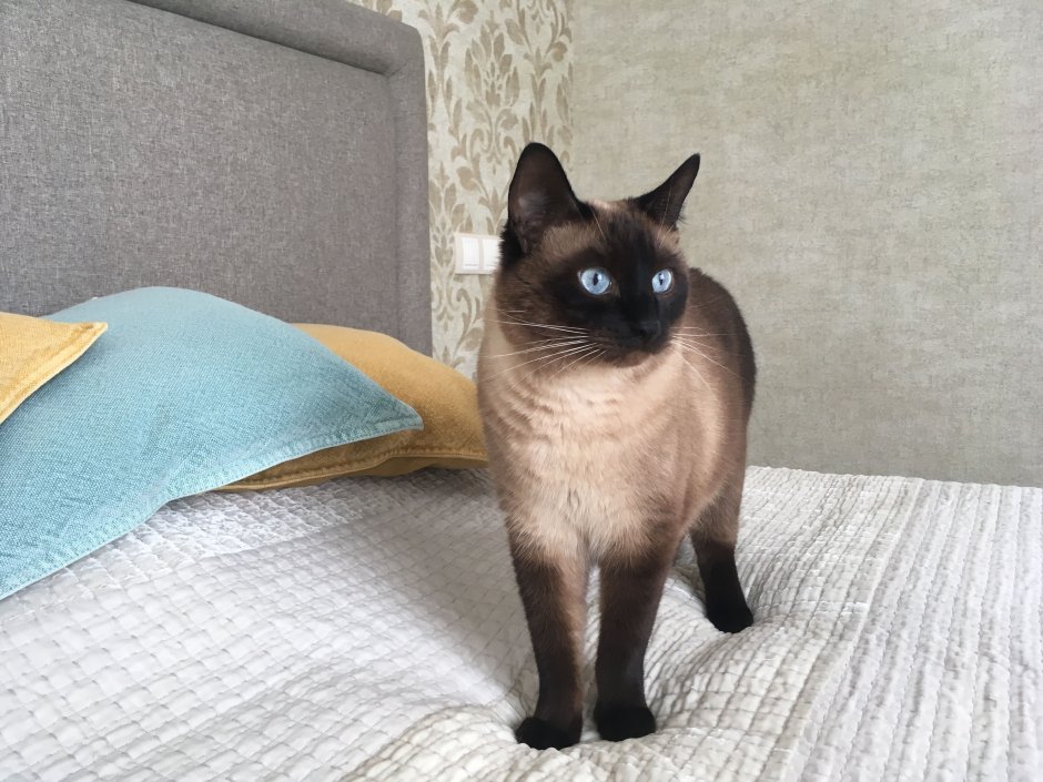 Сиамская кошка котенок