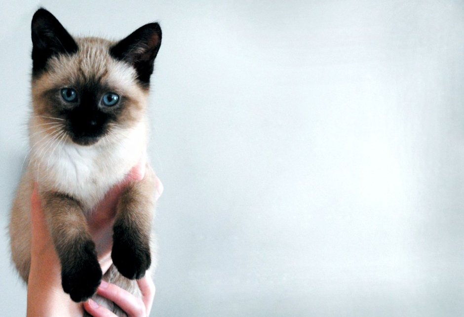 Сиамская кошка котенок
