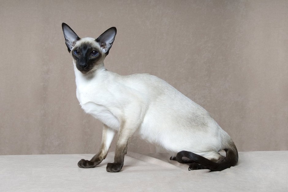 Котята сиамской породы