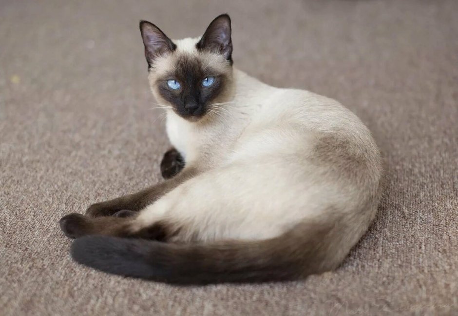 Сиамская вислоухая кошка