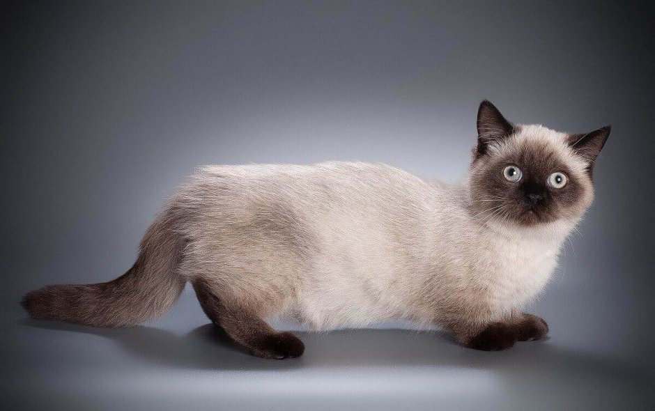 Сиамская кошка серая
