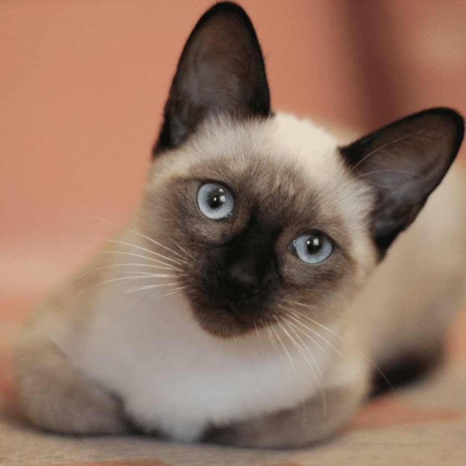 Королевский сиамский кот