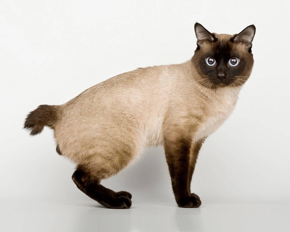 Сиамские котята