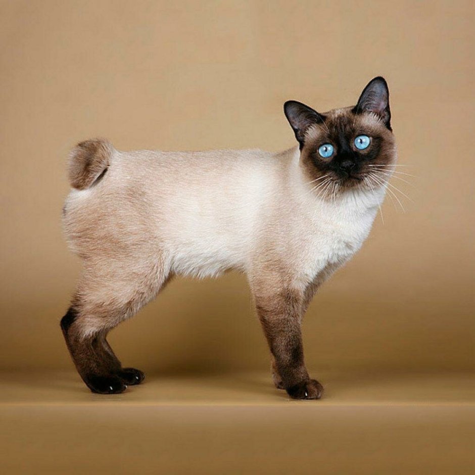 Тайская кошка с бенгальским котом