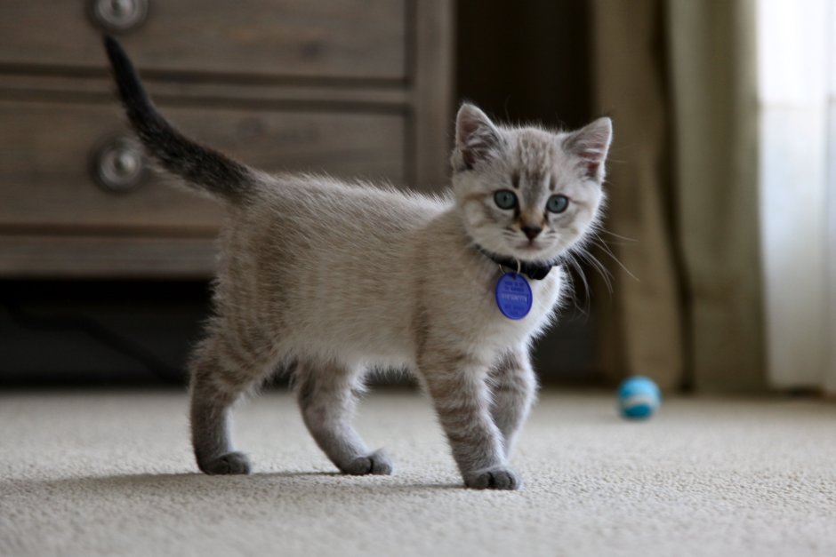 Сиамские котята