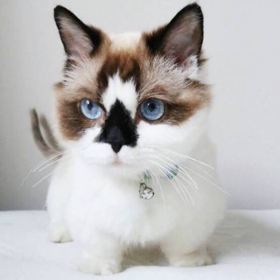 Сиамская кошка