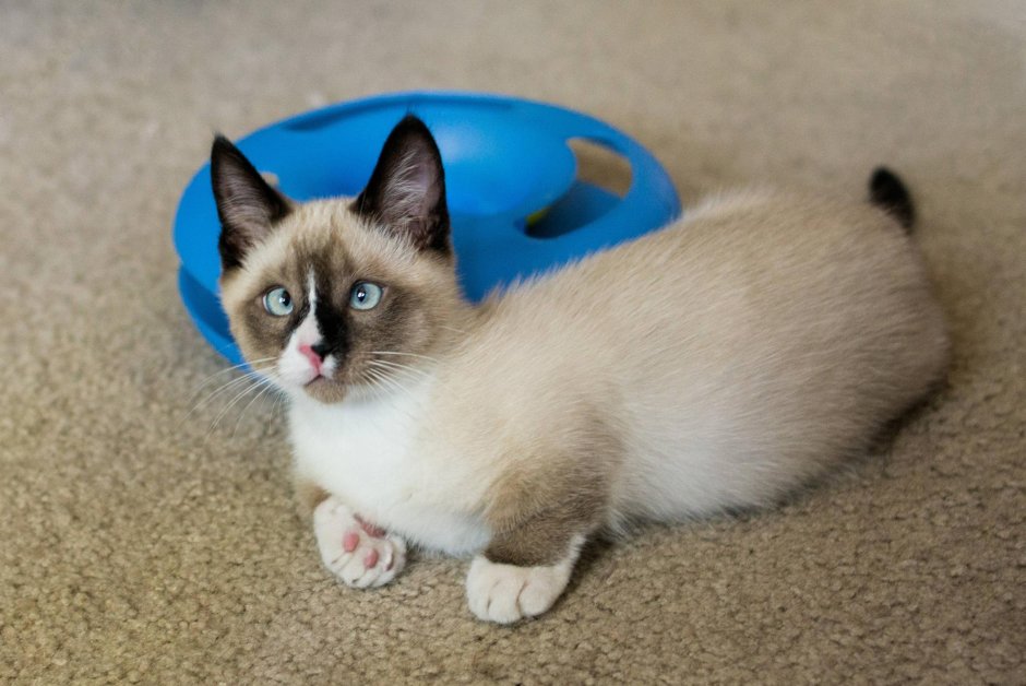 Siamese Cat vs Thai