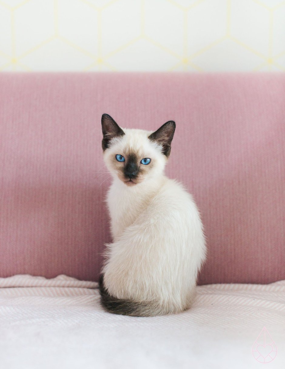 Много сиамских кошек