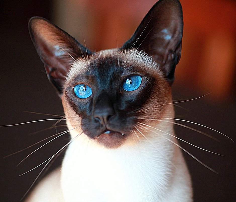 Сиамская кошка котенок