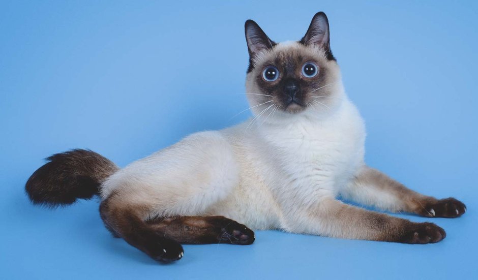 Сиамская кошка злая