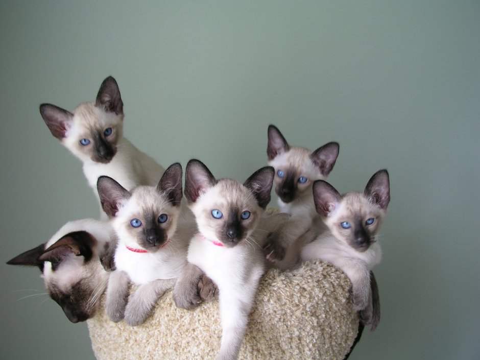Сиамская кошка живопись