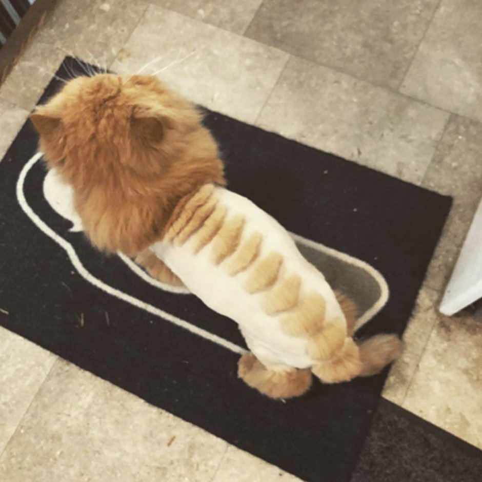 Стрижка кота