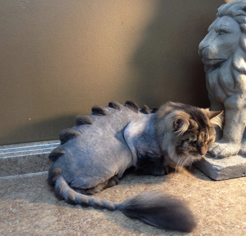 Кот дракон стрижка