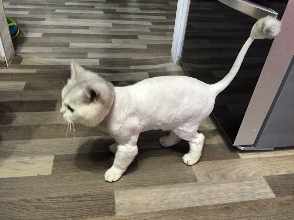 Стрижка кота британца