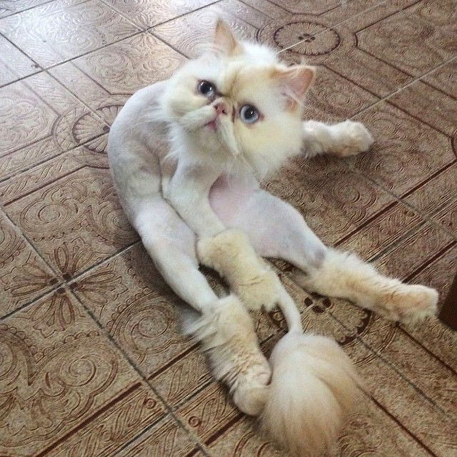 Стрижка кота