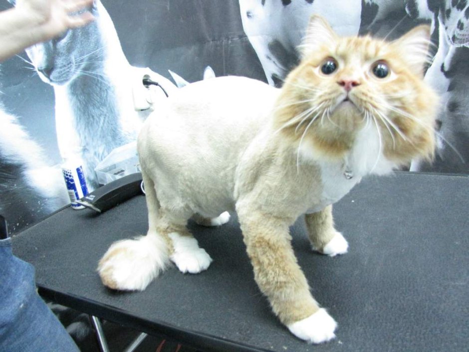 Стрижка кошек