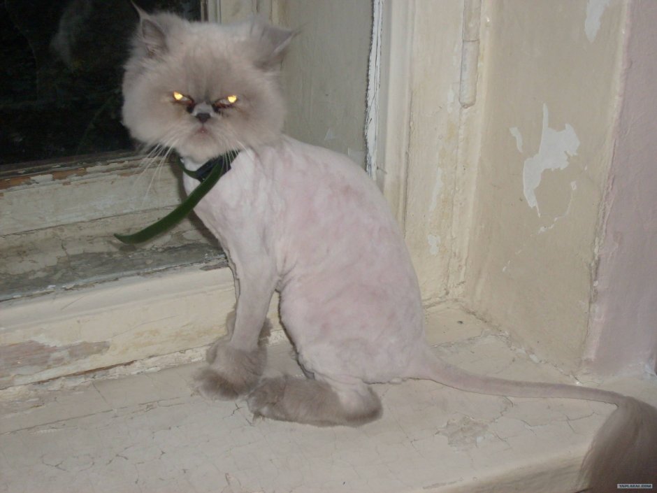 Побритый кот