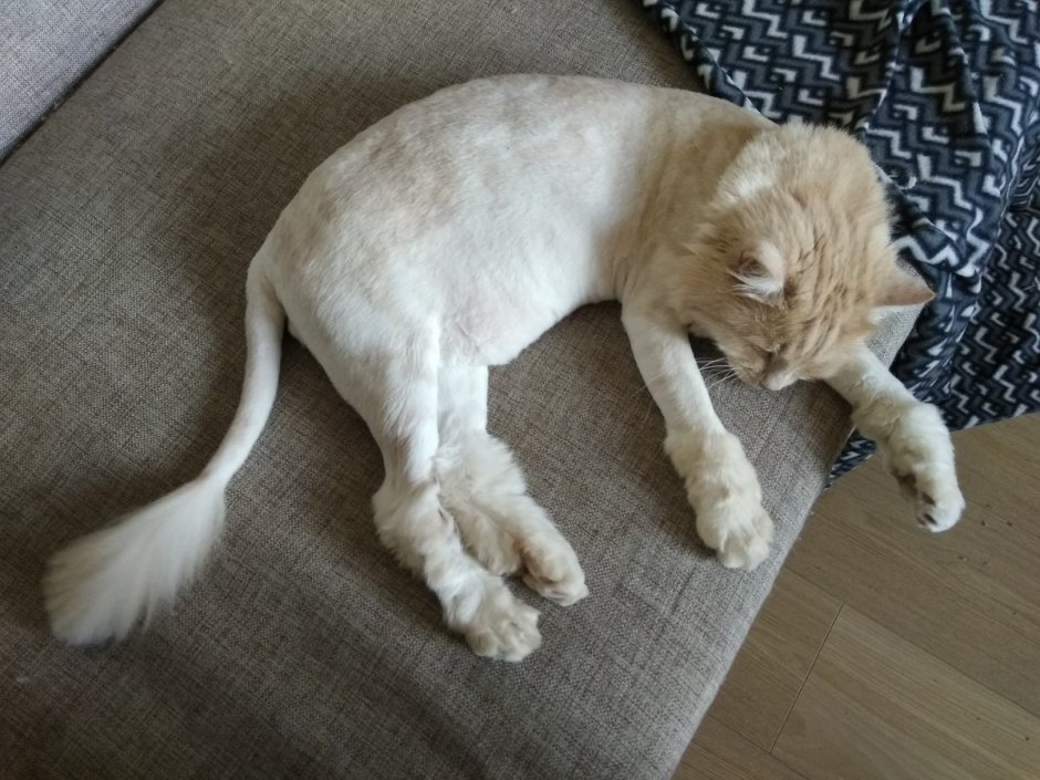 Стрижки котов с длинной шерстью