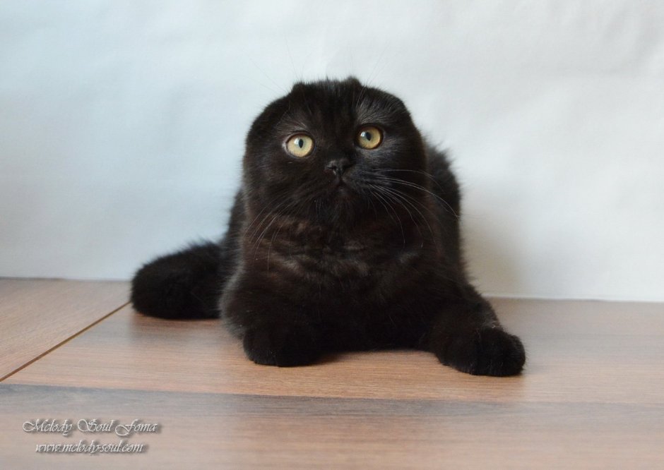 Скоттиш фолд вислоухий черный