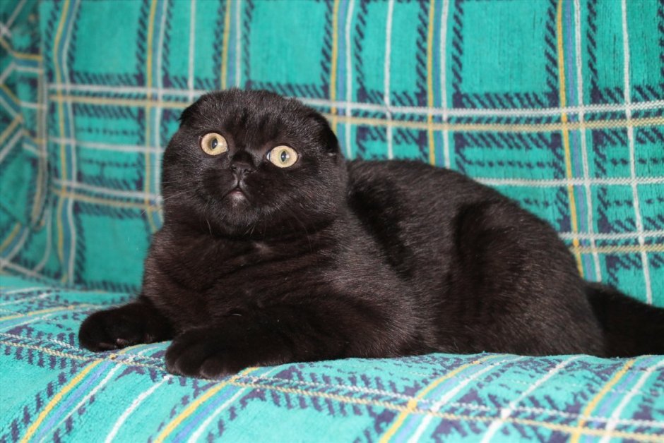 Скоттиш-фолд Шотландская вислоухая черная