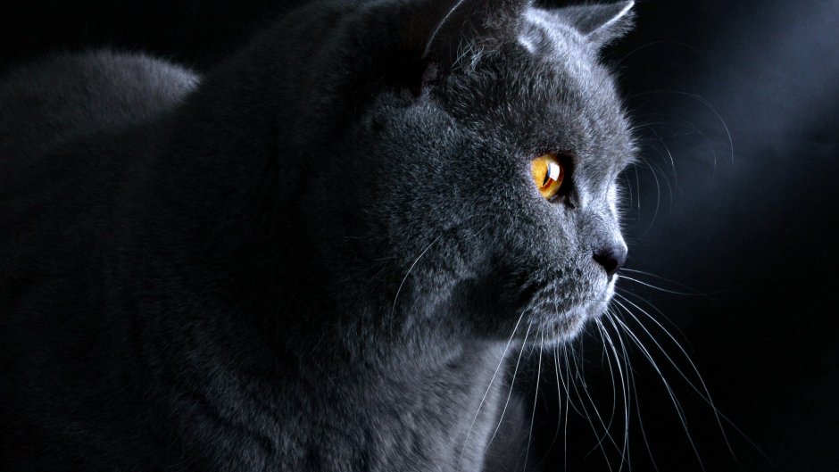 Британская кошка