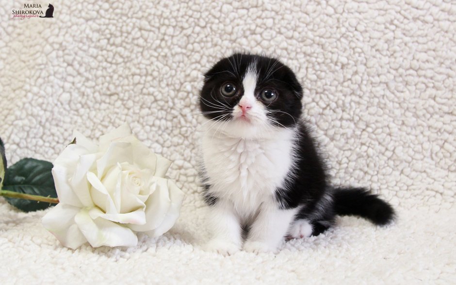 Белый котёнок с розами