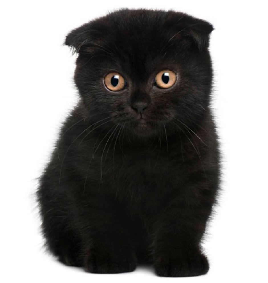 Шотландская вислоухая кошка черная