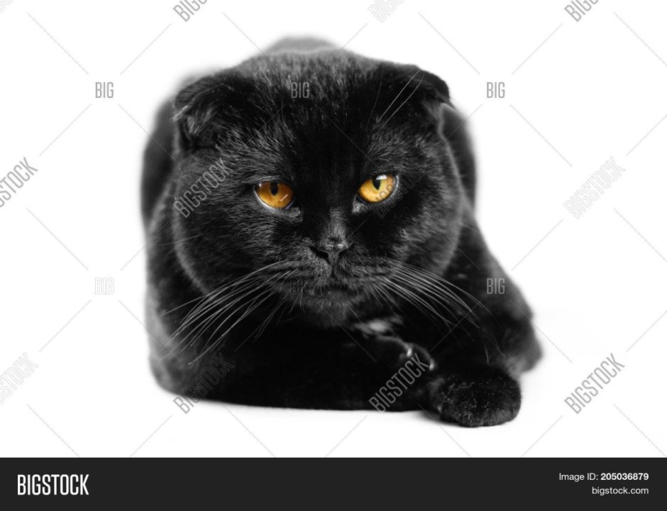 Чёрный вислоухий кот с жёлтыми глазами