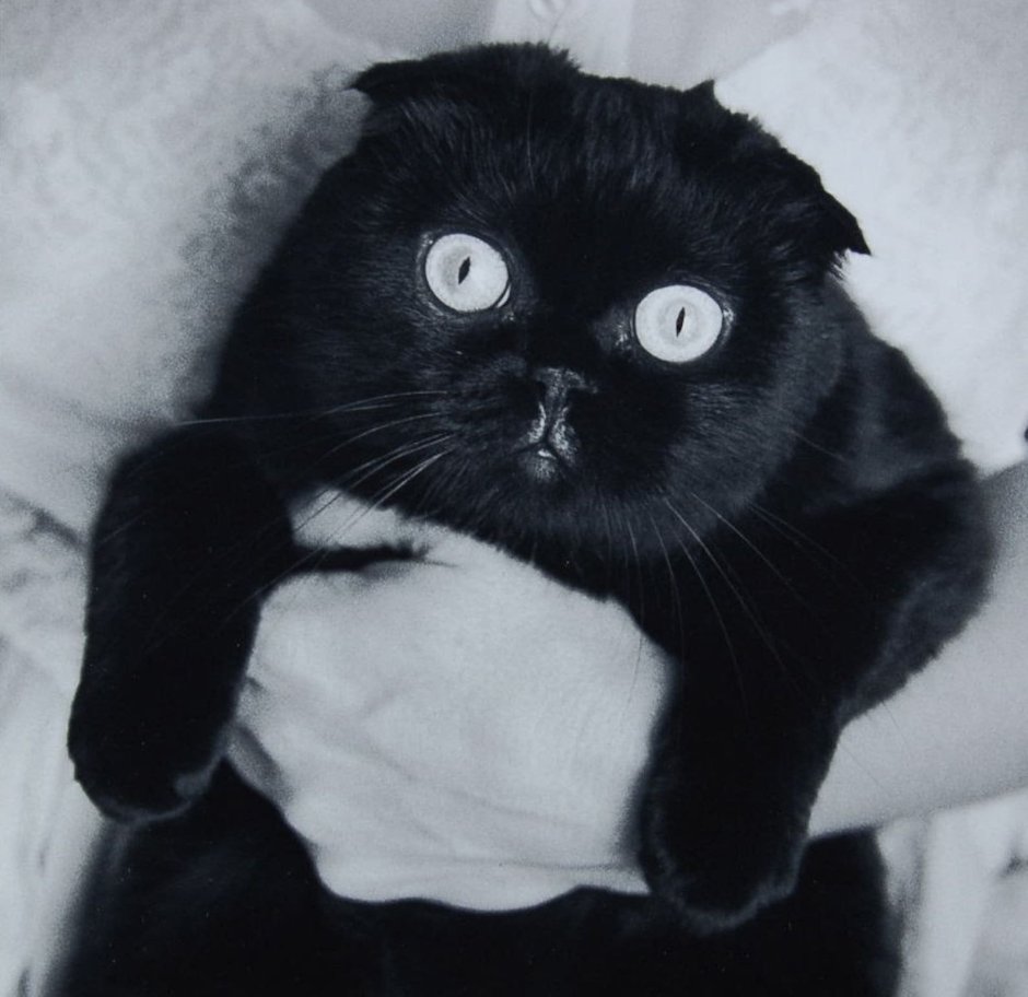 Британец вислоухий черный