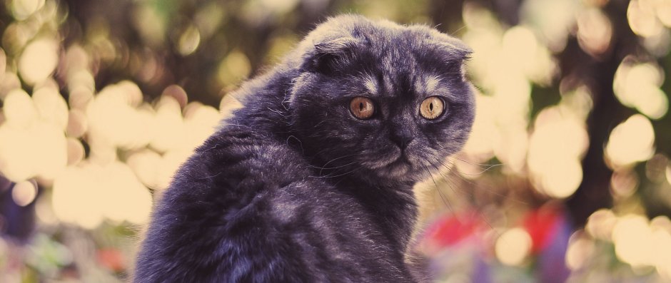 Шотландский черный кот вислоухий обои