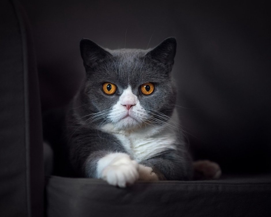 Вислоухий кот на темном фоне